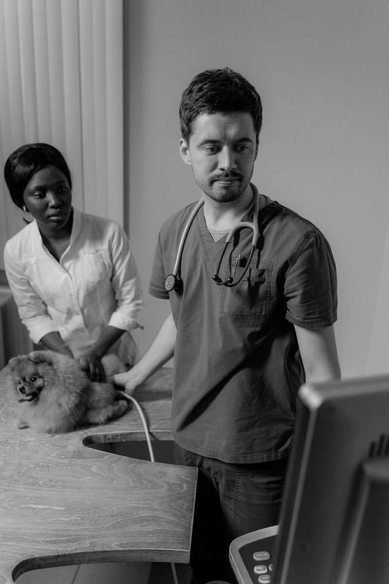 Veterinarian in scrubs and an assistant examining a small fluffy dog on a clinic table, black and white photo