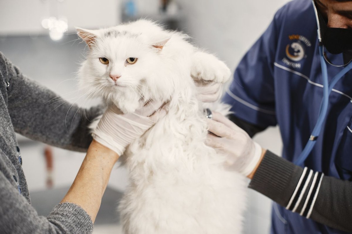 Fluffy white cat held steady while a gloved clinician listens with a blue stethoscope